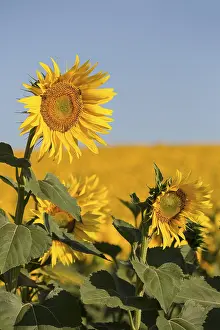 Uninhabited Farm Fields Prints: Sunflowers