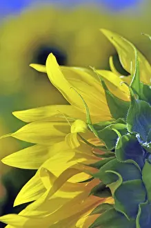Deserted Agricultural Land Prints: Sunflowers