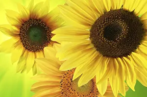 No People In The Countryside Prints: Sunflowers background