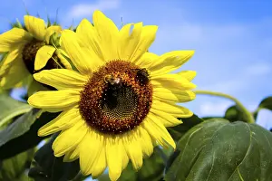 Deserted Landscape Pictures Prints: Sunflowers with bees against a blue sky