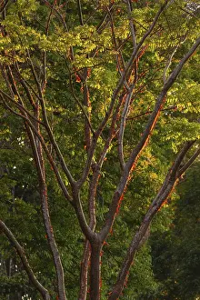 Deciduous Tree Photos Prints: Sunlight illuminates the peeling