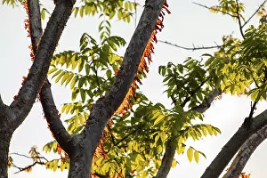 Weathered Tree Trunk Prints: Sunlight illuminates the peeling