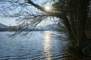 Peaceful German Landscape Prints: Sunlight shines through the branches of a tree reflected in the river