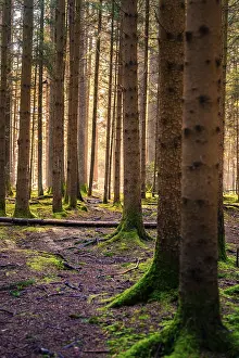 Empty German Countryside Road Prints: Sunlight streams through a forest and creates a play of light and shadow