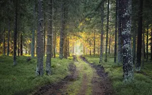 Soft Evening Lightning Prints: Sunlit path in a park before sunset