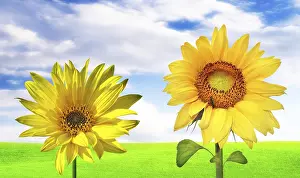 Sunflower Field Photography Prints: Sunny banner