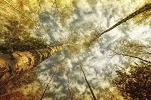 Empty Countryside Scenery Prints: Sunny Forest