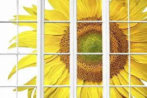 White Background Clipping Path Prints: Sunny spring window