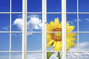 Indoor Plant Photography Prints: Sunny Window