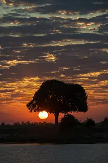 Deserted River Scene Prints: Sunrise behind tree at the Chobe River