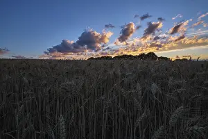 Atmospheric Landscape Photo Germany Prints: Sunset over a cornfield, Krefeld