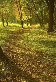 Atmospheric Evening Light Prints: Sunset forest path
