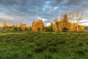 Deserted Moor Landscape Prints: Sunset over a meadow with trees