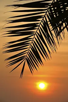 Deserted Palm Tree Prints: Sunset behind a palm tree, Doha