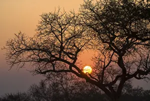 Evening Atmosphere Photography Prints: Sunset, tree in the evening light