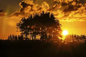 Atmospheric Nature Photography Prints: Sunset behind tree silhouettes
