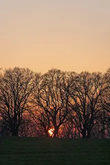 Atmospheric Evening Sky Germany Prints: Sunset behind tree silhouettes