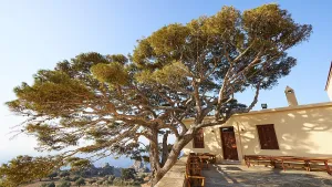 Christian Monastery Europe Prints: Super wide angle, large spreading tree