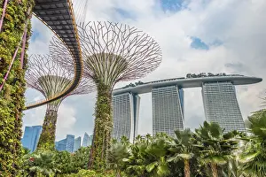 Southeast Asia Botanical Garden Prints: Supertrees, bridge between trees