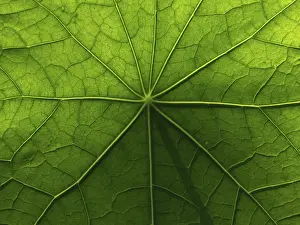 Brassicaceae Plant Surface Prints: Surface & structure, nasturtium leaf
Surface & structure