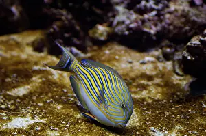 Coral Reef Underwater Prints: Surgeonfish