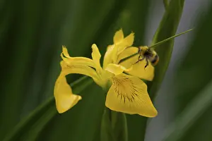 Yellow Iris Prints: Swamp Iris (Iris pseudacorus), Bumblebee
