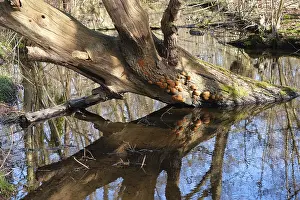 German Wetland Biotope Prints: Swamp landscape in the forest, reflection