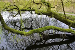 German Wetland Biotope Photography Prints: Swamp landscape in the forest, reflection