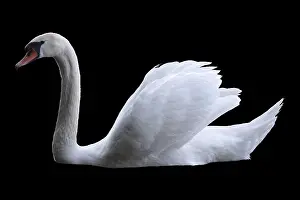 Wild Animals In Nature Prints: Swan