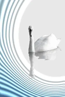 Wildlife Studio Shot Prints: A Swan on abstract background