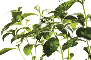 Indoor Leafy Plants Prints: Sweetleaf (Stevia)