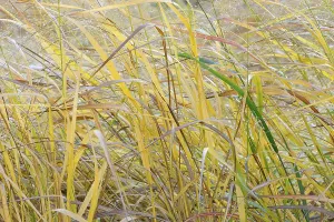 North Rhine Westphalia Prints: Switchgrass (Panicum virgatum)