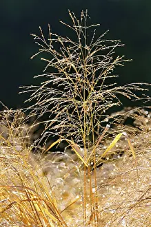 Central European Nature Prints: Switchgrass (Panicum virgatum)