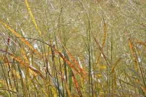 Backlit Nature Photography Prints: Switchgrass (Panicum virgatum) in backlight