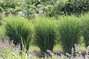 Open Air Plants Prints: Switchgrass (Panicum virgatum Cloud Nine')