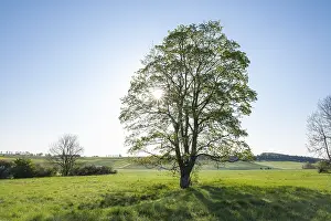 Central Europe Trees Prints: Sycamore maple (Acer pseudoplatanus)