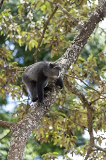East African Nature Reserves Prints: Sykes monkey (Cercopithecus mitis) on tree