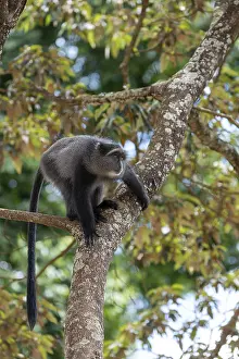 Sykes Monkey Prints: Sykes monkey (Cercopithecus mitis) on tree