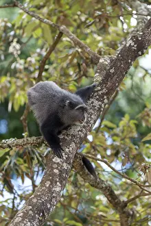 UNESCO World Heritage Africa Prints: Sykes monkey (Cercopithecus mitis) on tree