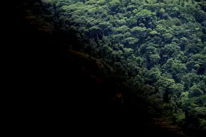 Deserted Jungle Landscape Prints: Symbolic image of deforestation