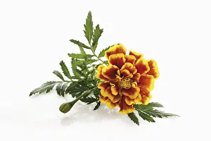 Marigold Flower Prints: Tagetes