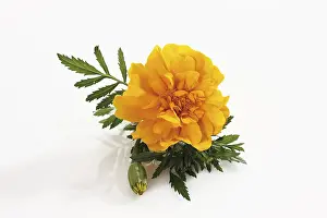 Marigold Flower Prints: Tagetes