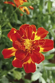 Open Air Flowers Prints: Tagetes