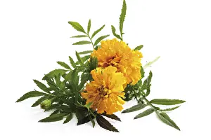 Yellow Blossom Prints: Tagetes