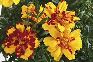 Nature Botany Photos Prints: Tagetes