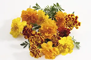 Marigold Flower Prints: Tagetes