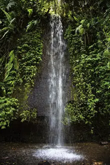 Bali Waterfall Prints: A tall waterfall surrounded by thick