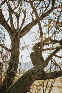 Close Up Tree Leaves Prints: Tangled tree branches with sunlight and sparse leaves
