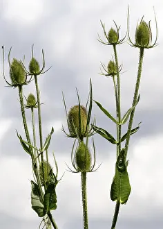 Northern European Landscapes Prints: Teasels (Dipsacus)