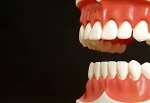 Artificial Teeth Prints: Teeth